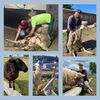Die fünfteilige Collage zeigt verschiedene Facetten der tiergestützten Arbeit mit Schafen auf dem Kolping Gutshof in Großeneder.